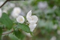Hoary Mock OrangeÃÂ Philadelphus pubescens bright white flowers